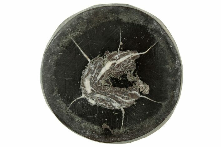 Polished Fish Coprolite (Fossil Poo) Nodule Half - Scotland #314934